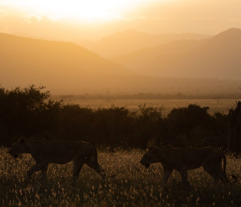 Queen Elizabeth Safari Lion Photography: 7 Tips -- Photo by Vishva Patel on Pexels