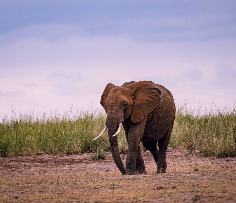 Amboseli Safari Best Area: Choose Your Ideal Zone -- Photo by Vince Pictures on Pexels
