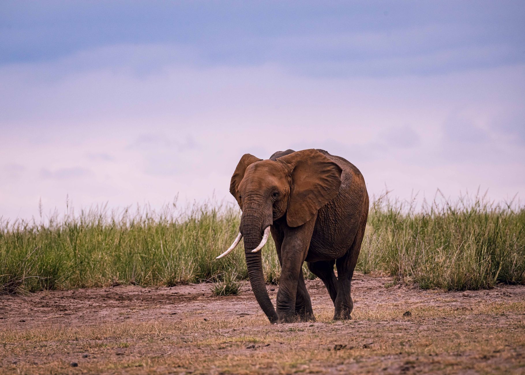 Amboseli Safari Best Area: Choose Your Ideal Zone -- Photo by Vince Pictures on Pexels