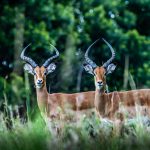 Murchison Falls vs Queen Elizabeth: Which Is Best? -- Photo by Ahmed Galal on Pexels