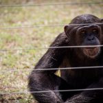 Kibale vs Nyungwe Chimpanzee Trekking: Best Choice -- Photo by Magda Ehlers on Pexels