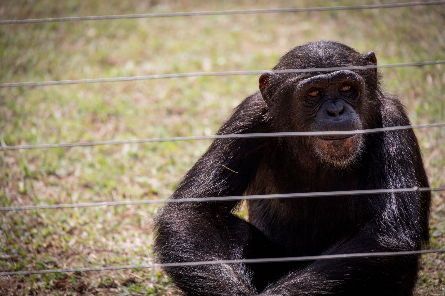 Kibale vs Nyungwe Chimpanzee Trekking: Best Choice -- Photo by Magda Ehlers on Pexels