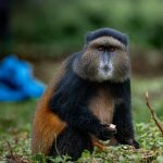 Uganda Rwanda Safari Cost Comparison: 2026 Prices -- Photo by Mad Knoxx Deluxe on Pexels
