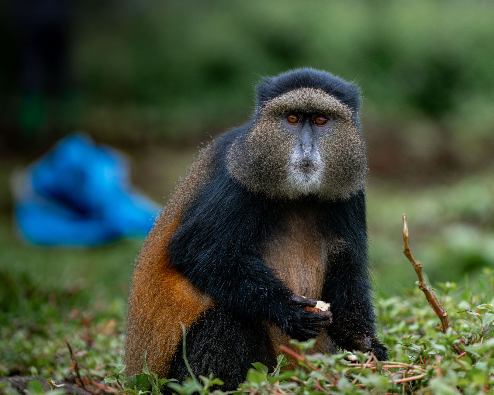 Uganda Rwanda Safari Cost Comparison: 2026 Prices -- Photo by Mad Knoxx Deluxe on Pexels