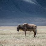 Serengeti Safari Limited Mobility: 3 Options That Work -- Photo by Ákos Helgert on Pexels