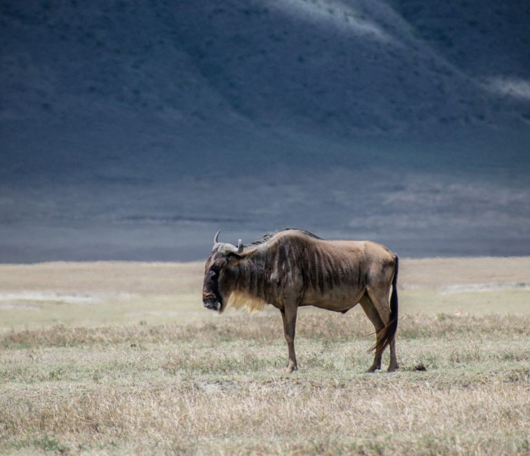 Serengeti Safari Limited Mobility: 3 Options That Work -- Photo by Ákos Helgert on Pexels