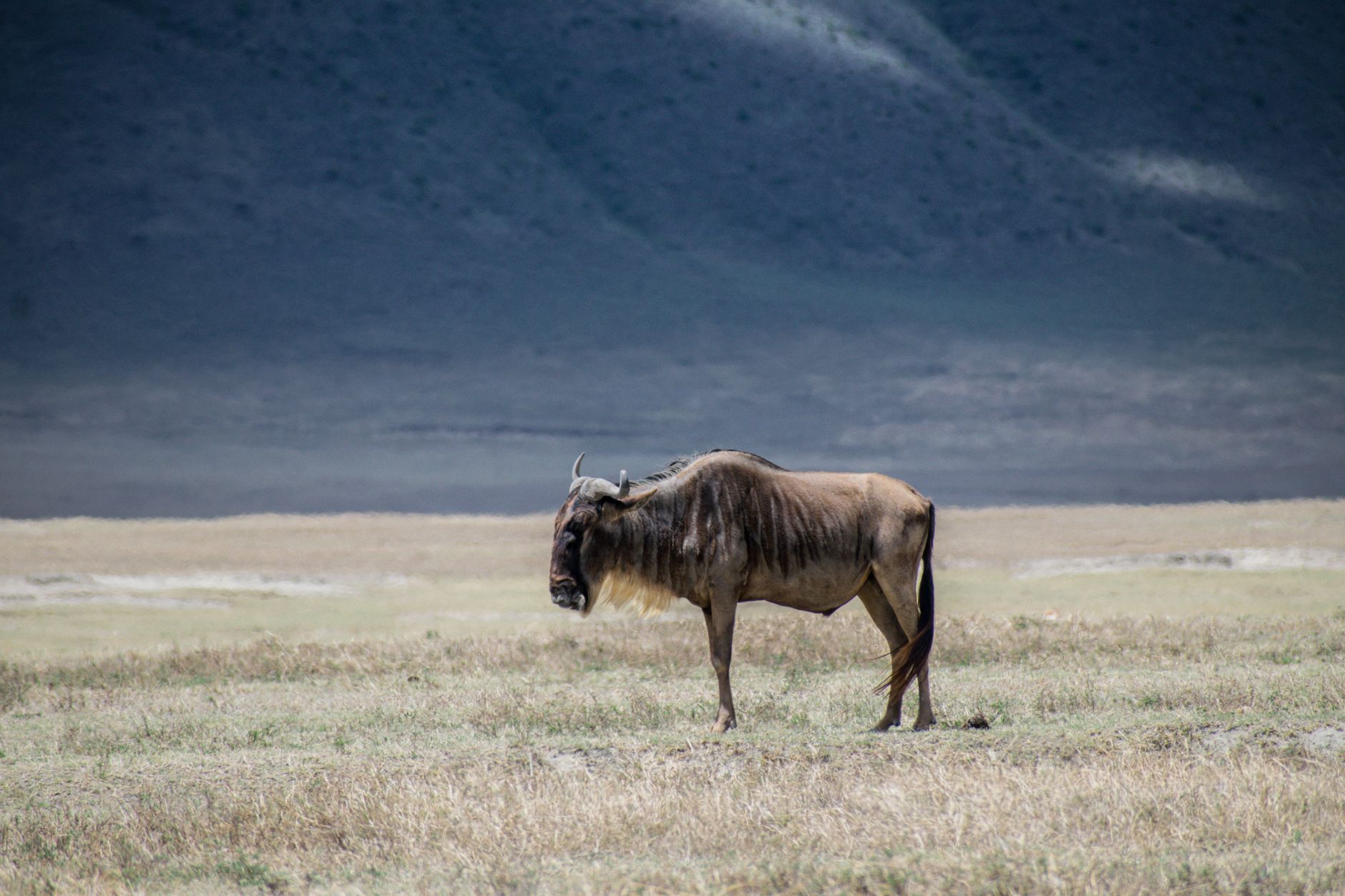 Serengeti Safari Limited Mobility: 3 Options That Work -- Photo by Ákos Helgert on Pexels