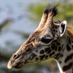 Can Safari Operators Guarantee Animal Sightings? 5 Facts -- Photo by Mr Sketch on Pexels