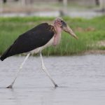 Tsavo Safari Best Time for Birds: Month-by-Month -- Photo by Derek Keats on Pexels