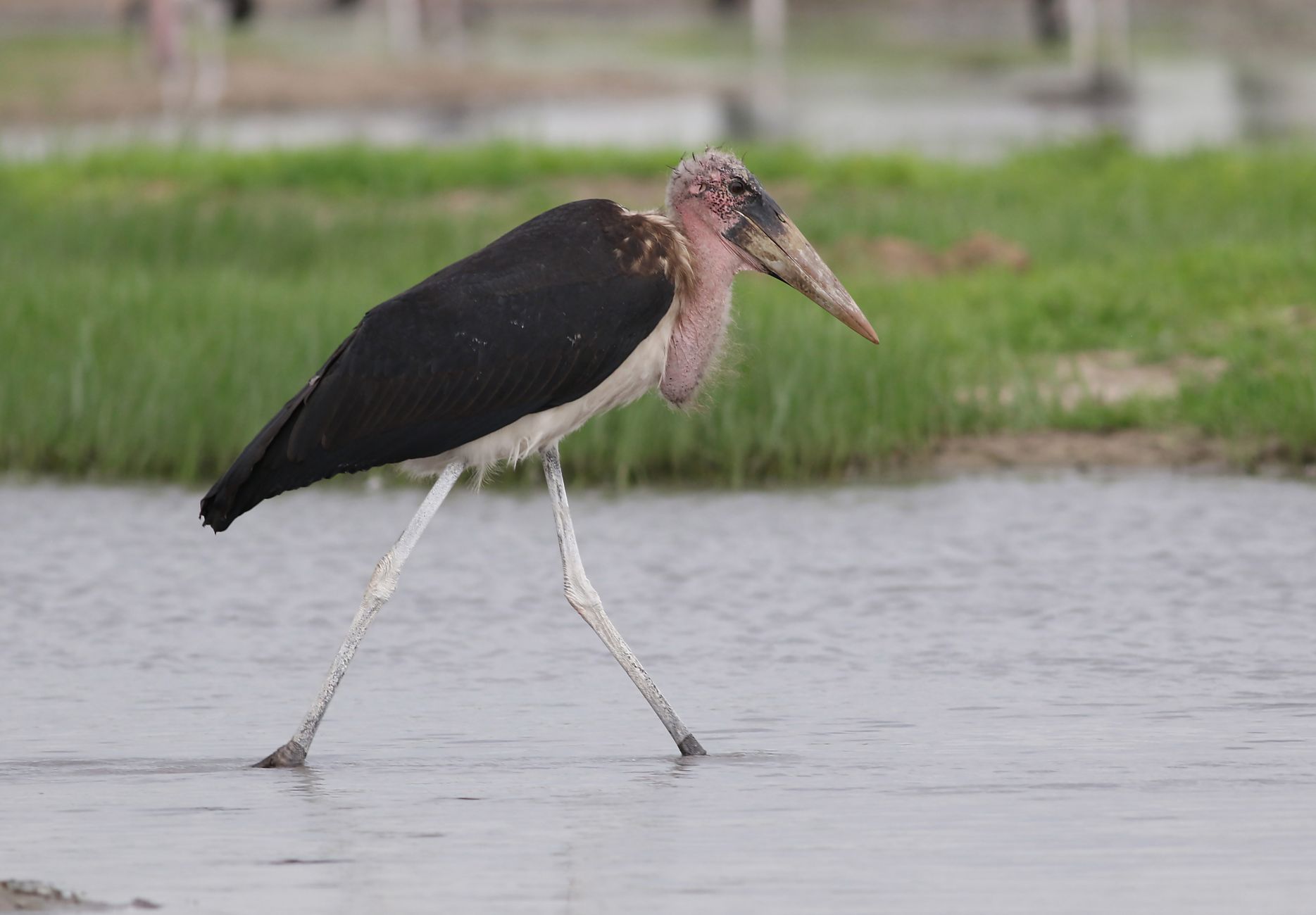 Tsavo Safari Best Time for Birds: Month-by-Month -- Photo by Derek Keats on Pexels