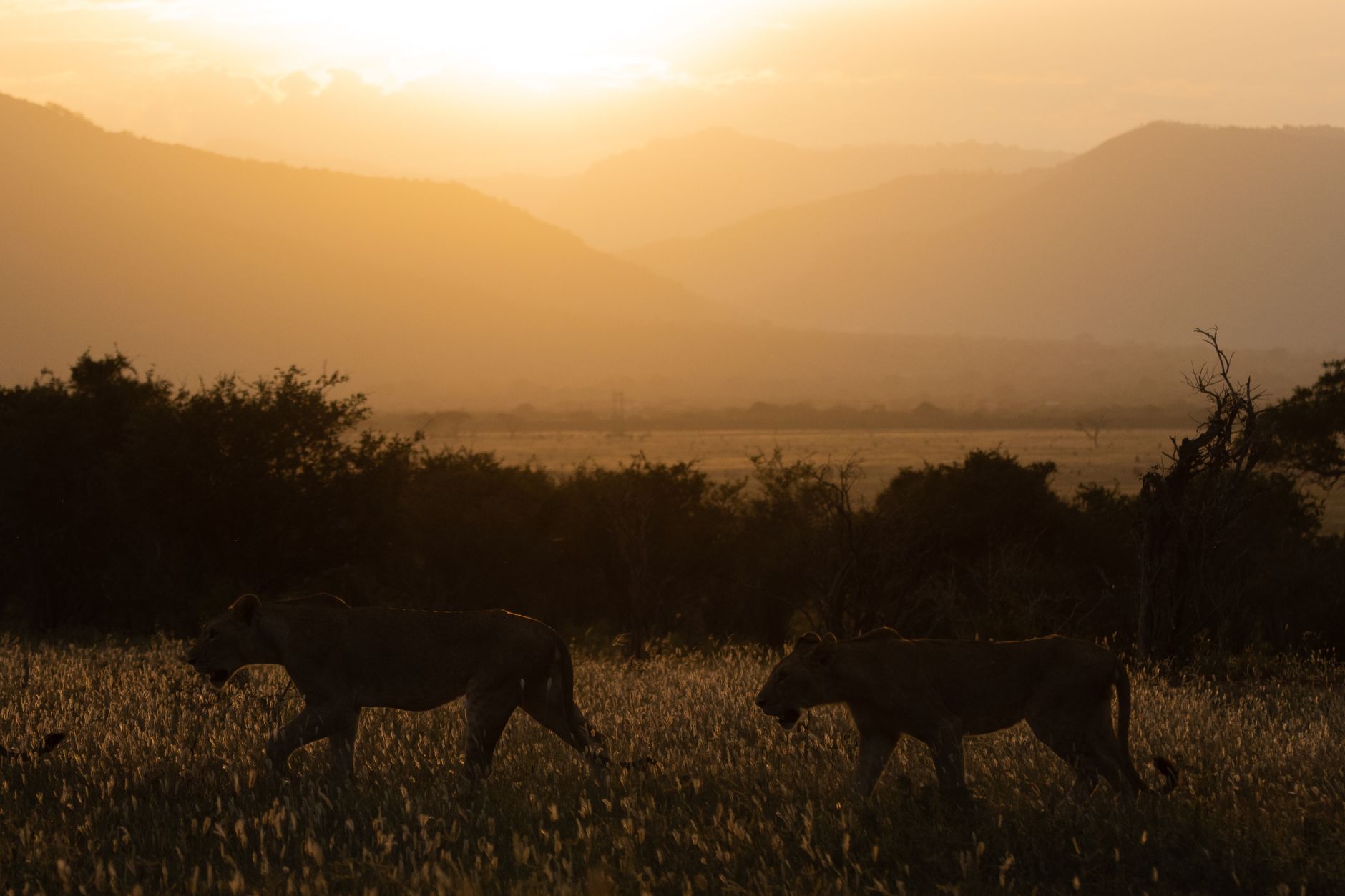 Murchison Falls Safari Boat Wildlife: What You'll See -- Photo by Vishva Patel on Pexels