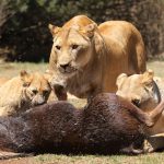 Tsavo West Safari Family Accommodation: 7 Best Stays -- Photo by Derek Keats on Pexels