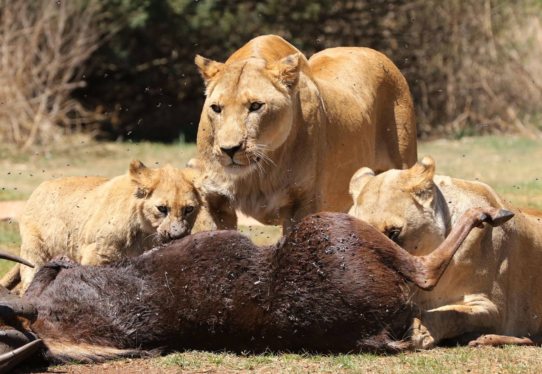 Tsavo West Safari Family Accommodation: 7 Best Stays -- Photo by Derek Keats on Pexels