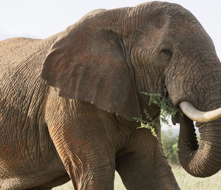 Laikipia Safari Best Camps: 7 Luxury Picks for Wildlife -- Photo by Josef Spang on Pexels