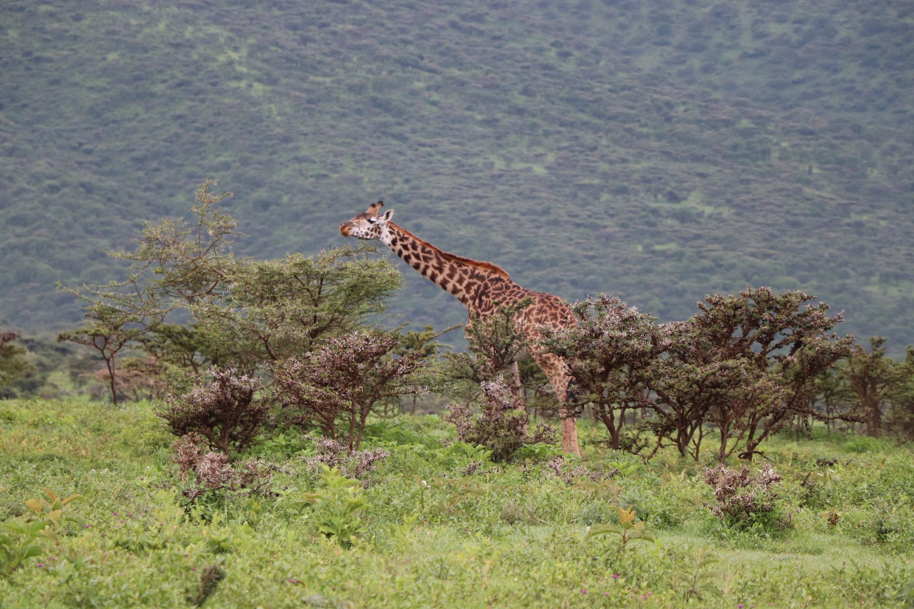 Kilimanjaro Safari Combination: 12-Day Itinerary & Cost -- Photo by Valerie Sutton on Pexels