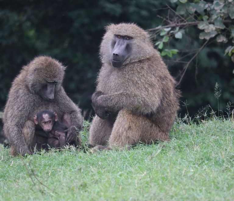 Safari for Three Generations: 7 Kenya Lodges That Work -- Photo by Eddy Odingo Odira on Pexels