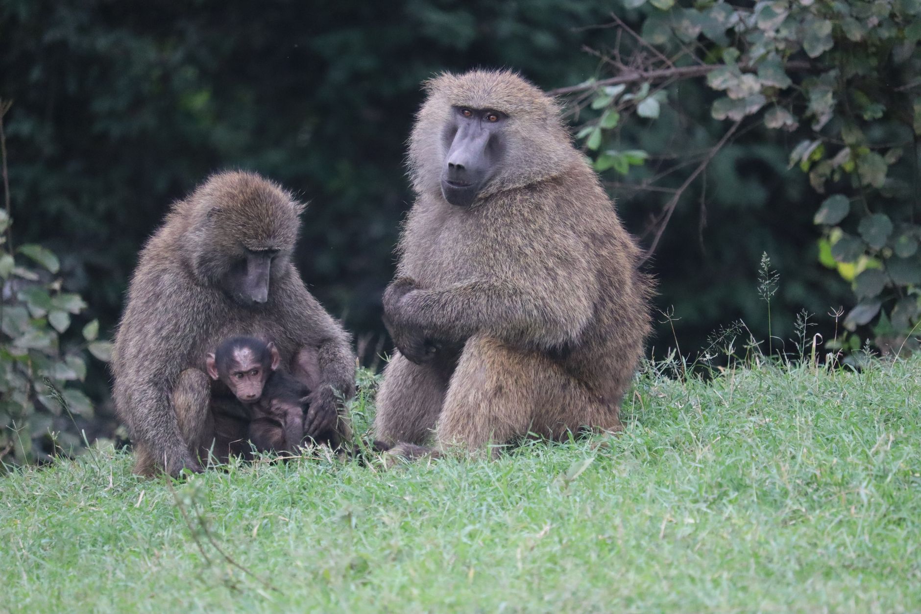 Safari for Three Generations: 7 Kenya Lodges That Work -- Photo by Eddy Odingo Odira on Pexels