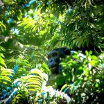 Kibale Chimpanzee Trekking Difficulty: What to Expect -- Photo by Francesco Ungaro on Pexels