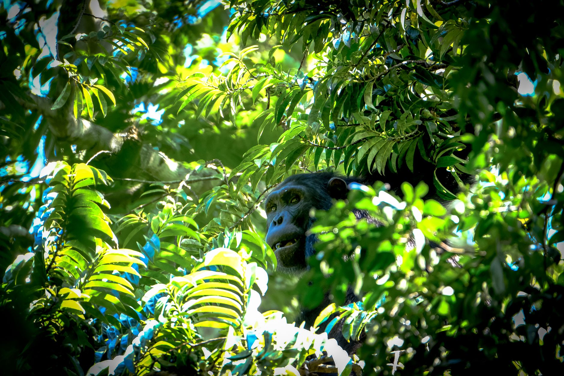 Kibale Chimpanzee Trekking Difficulty: What to Expect -- Photo by Francesco Ungaro on Pexels