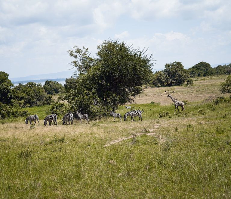 Kenya Safari Guide for Filipino Speakers: 7-Day Trip -- Photo by Princely Pixels on Pexels