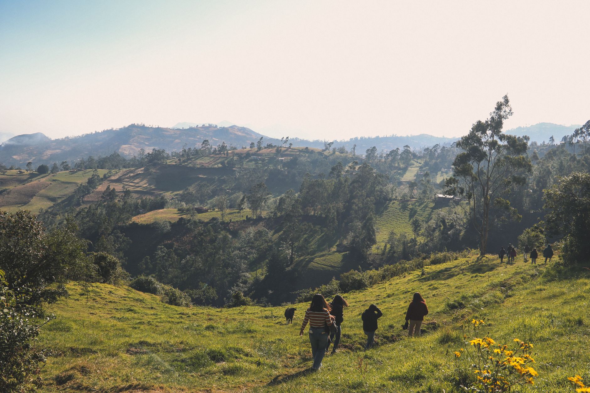 Nyungwe Chimp Trek Versus Canopy Walk: $100 vs $60 Compared -- Photo by Nicky Manosalva on Pexels