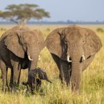 Tarangire Safari Family Walking Activities: Age Rules -- Photo by Balazs Simon on Pexels