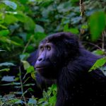 Rwanda Uganda Gorilla Comparison: Save $700 on Permits -- Photo by Francesco Ungaro on Pexels