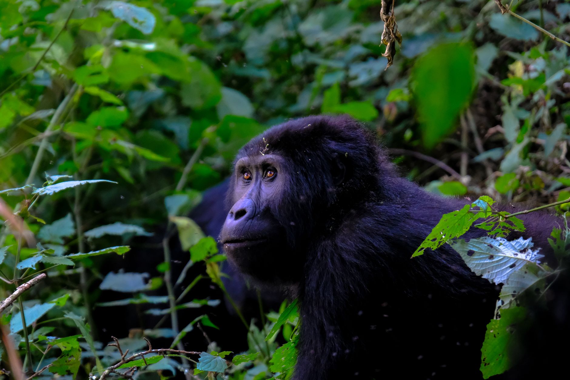 Rwanda Uganda Gorilla Comparison: Save $700 on Permits -- Photo by Francesco Ungaro on Pexels