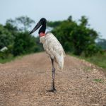Murchison Falls Shoebill Sightings: Best Times and Boats -- Photo by Jonatan Bermudez Pascuas on Pexels