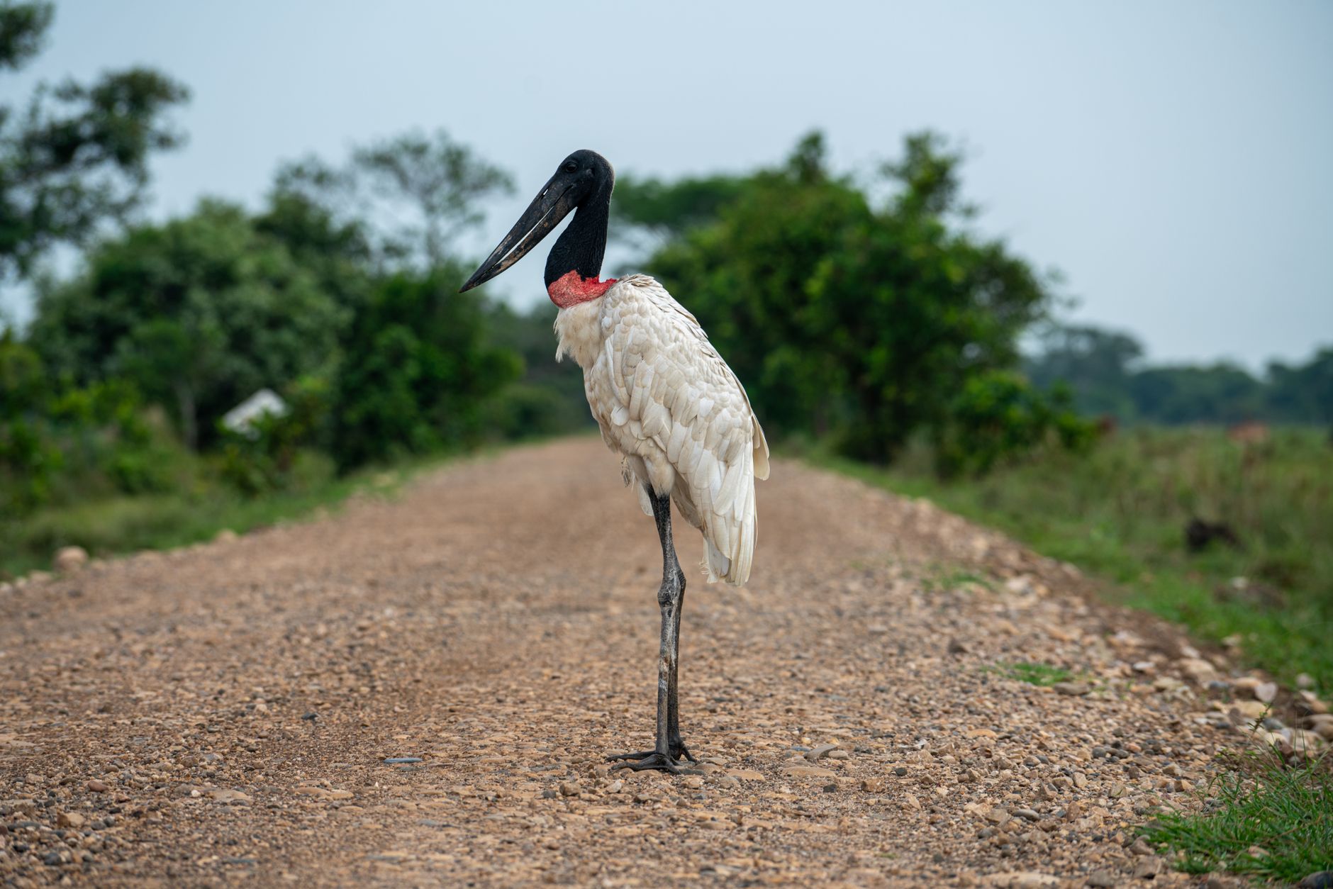 Murchison Falls Shoebill Sightings: Best Times and Boats -- Photo by Jonatan Bermudez Pascuas on Pexels