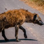 Ngorongoro Crater Safari Cost: 2026 Prices Explained -- Photo by Alex Levis on Pexels