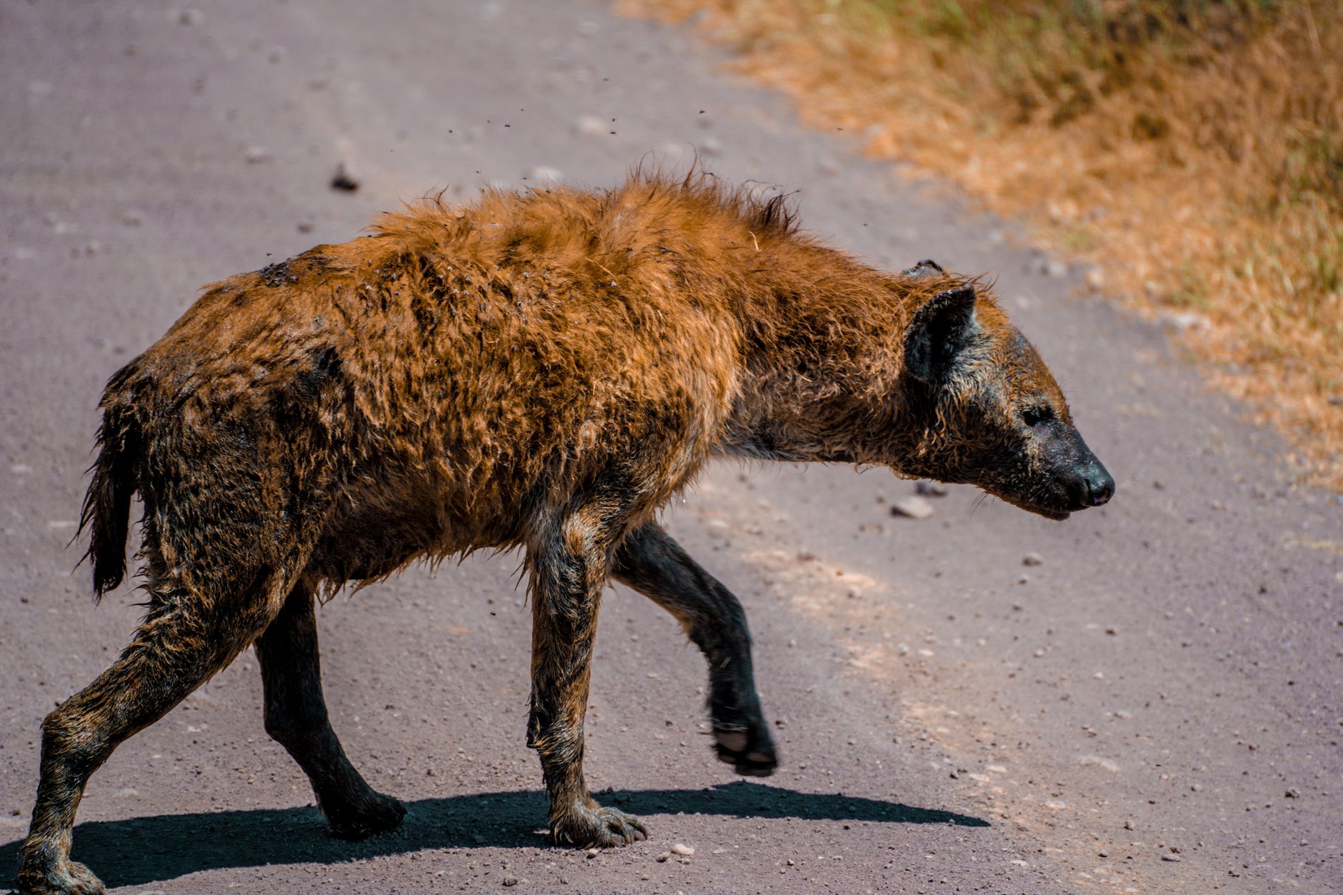 Ngorongoro Crater Safari Cost: 2026 Prices Explained -- Photo by Alex Levis on Pexels